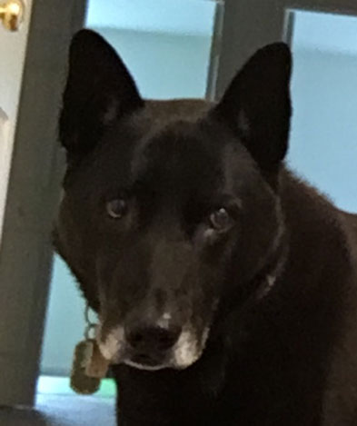 Reference photo for geometric dog logo